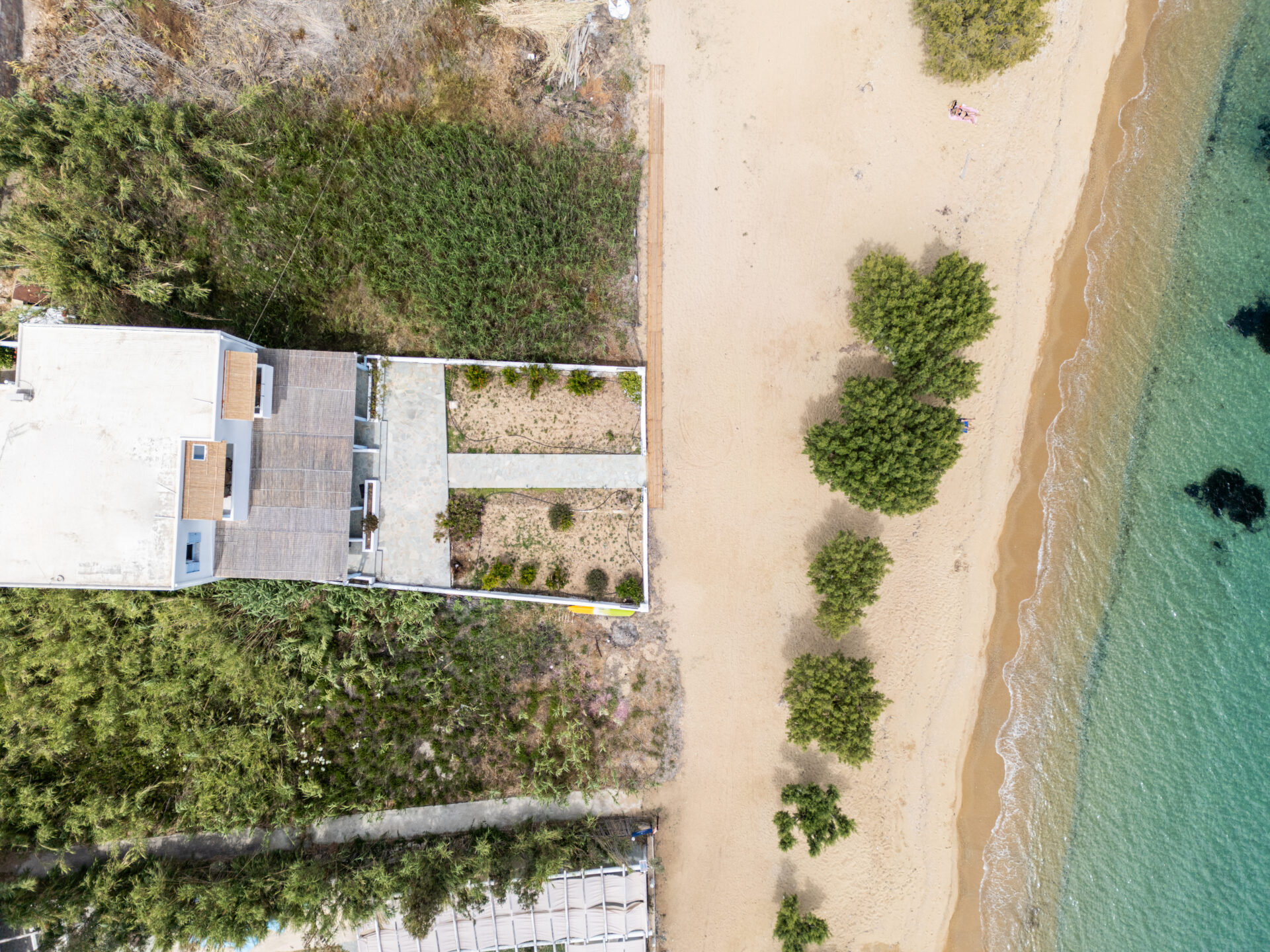 Galazio Seaside Bird's Eye